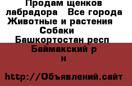 Продам щенков лабрадора - Все города Животные и растения » Собаки   . Башкортостан респ.,Баймакский р-н